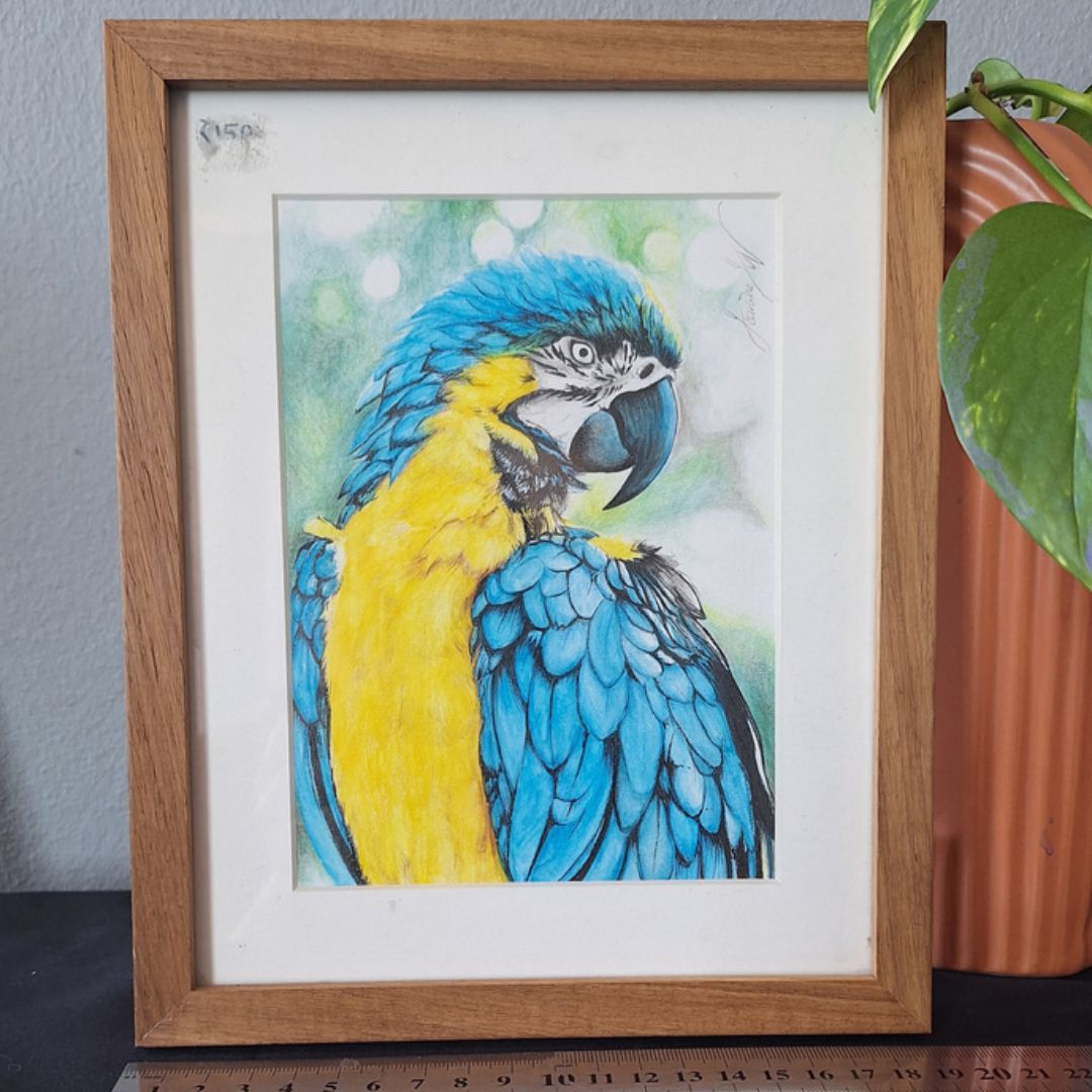 Blue & Gold Macaw by Jeanine Jansen Van Vuuren