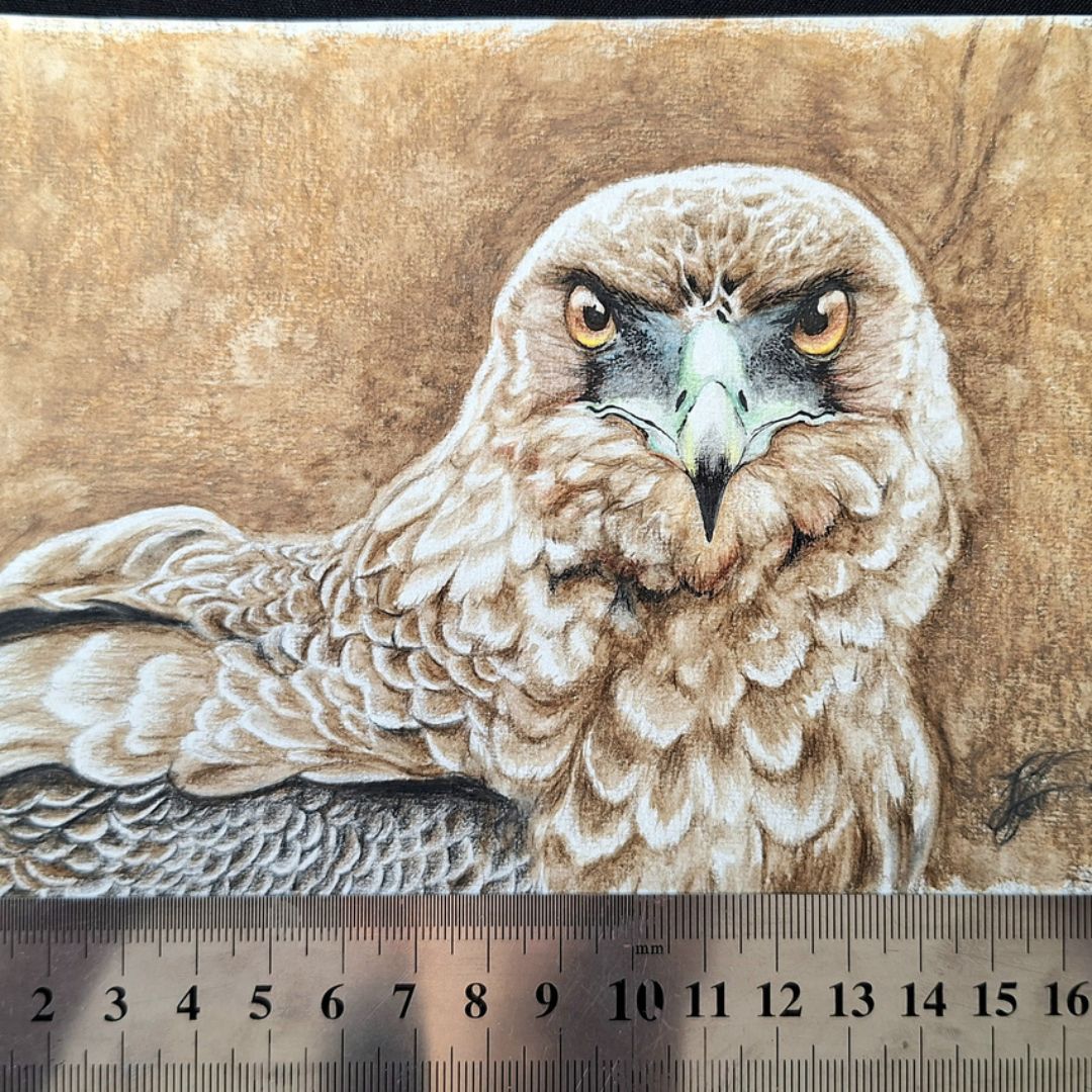 Fierce Bateleur by Jeanine Jansen Van Vuuren