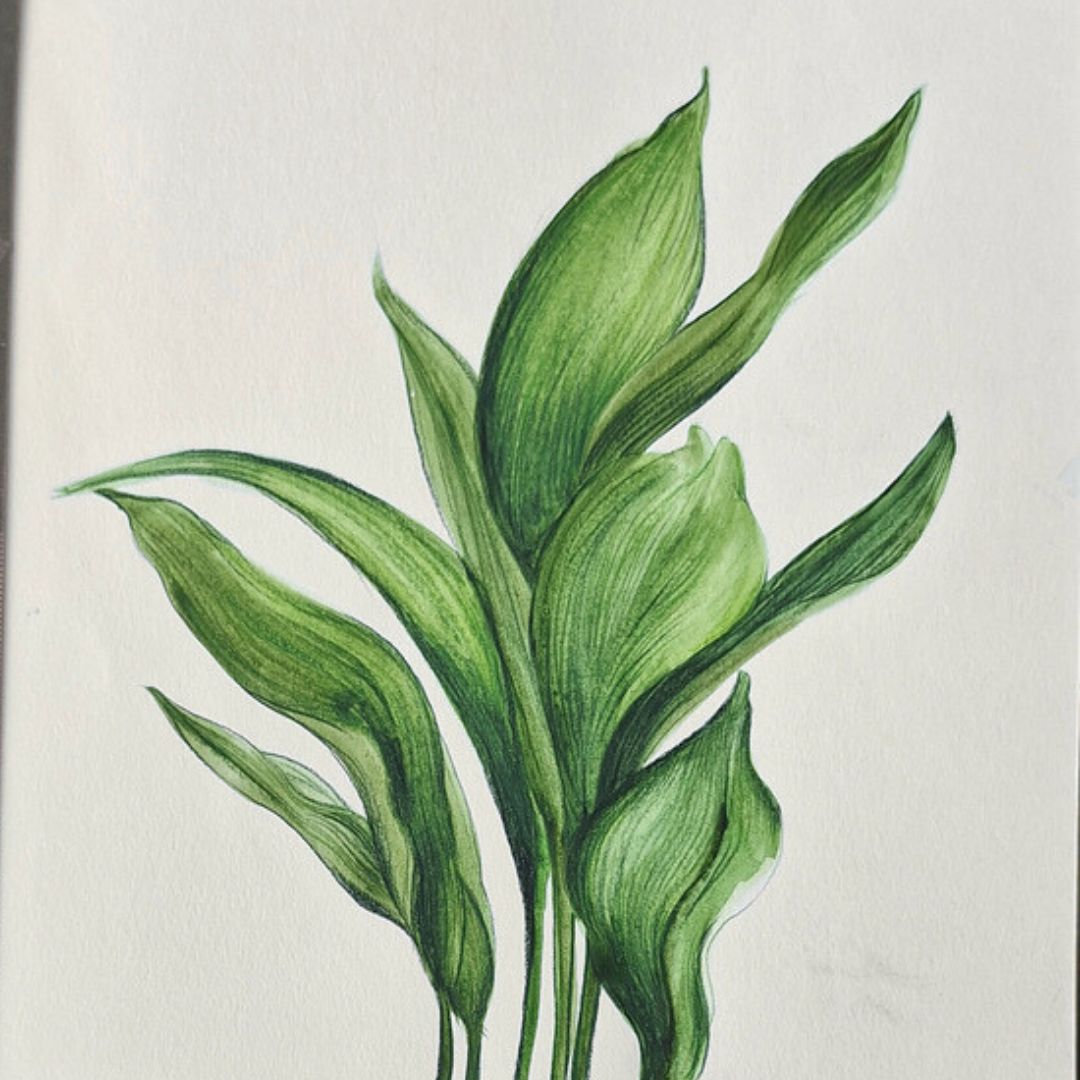 Green Botanical Illustration 2 by Jeanine Jansen Van Vuuren
