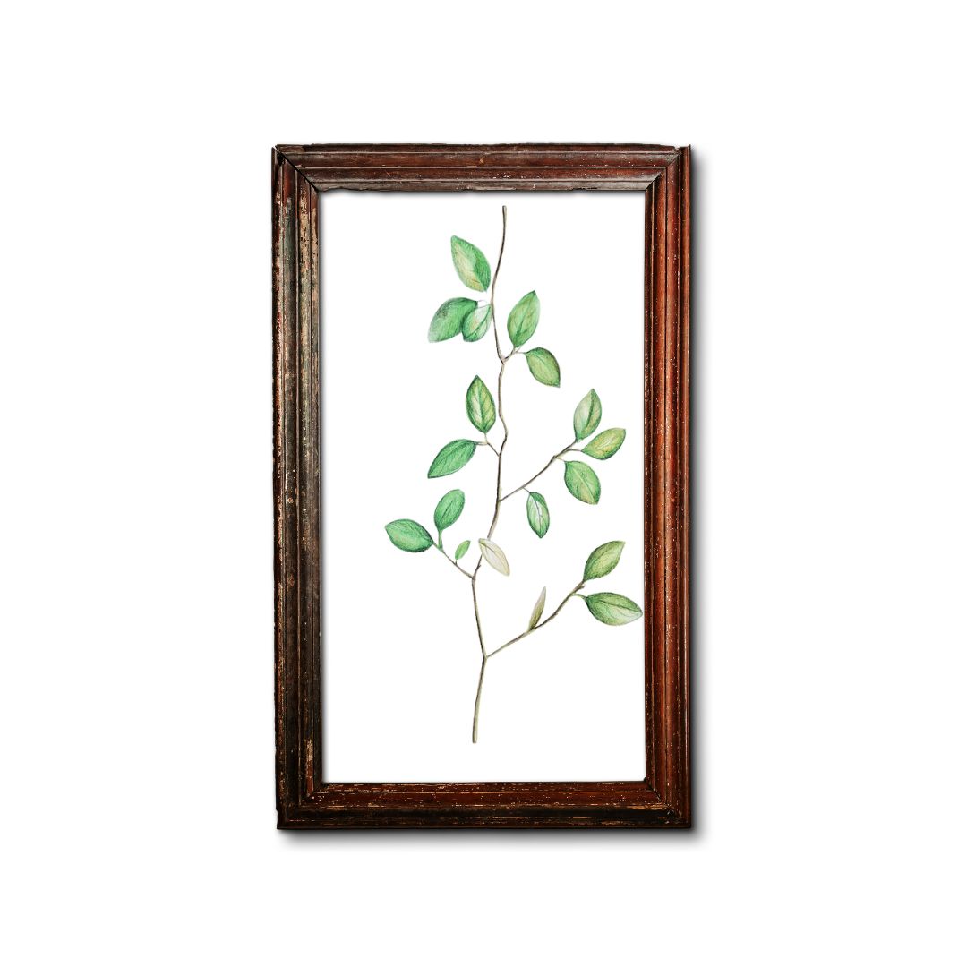 Green Botanical Illustration 6 by Jeanine Jansen Van Vuuren