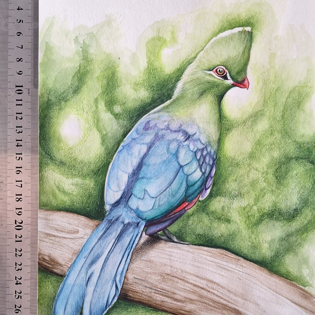 Knysna Loerie by Jeanine Jansen Van Vuuren