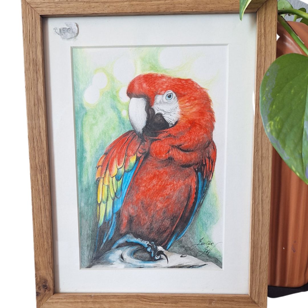 Scarlet Macaw by Jeanine Jansen Van Vuuren